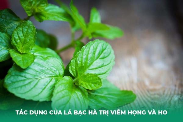 Cách dùng lá bạc hà an toàn và hiệu quả trong cuộc sống hàng ngày